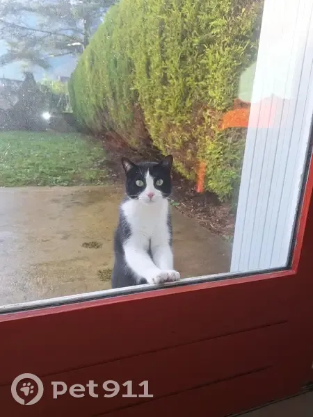 Chat noir et blanc perdu - photo