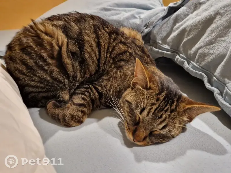 Chatte Sierra perdue à Élancourt - photo