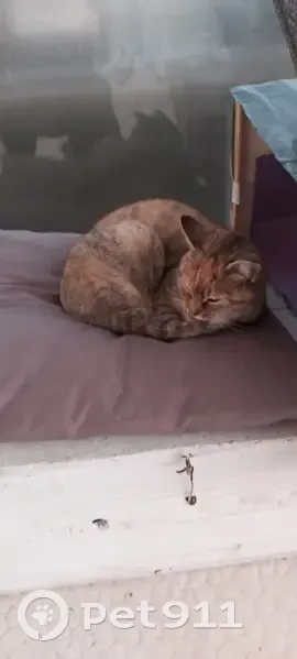 Chatte tigrée trouvée à Monistrol - photo