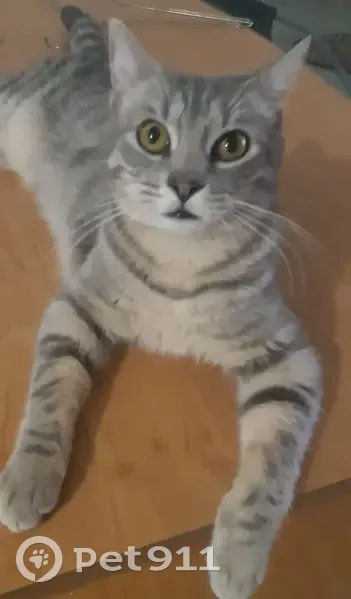 Chat gris et noir perdu à Pau - photo