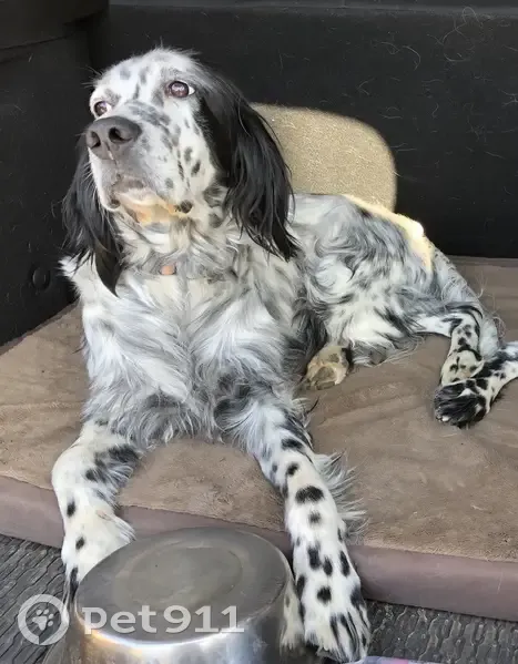Chienne perdue près de Bauduen - photo