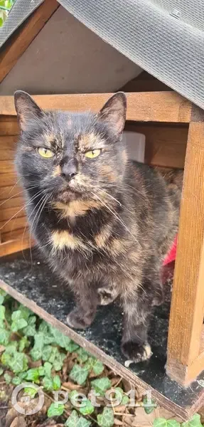 Chaton écaille trouvé à Rouen - photo