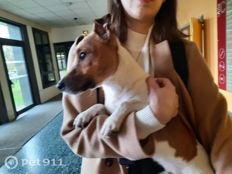 Chiot Jack Russell trouvé à Poitiers - photo