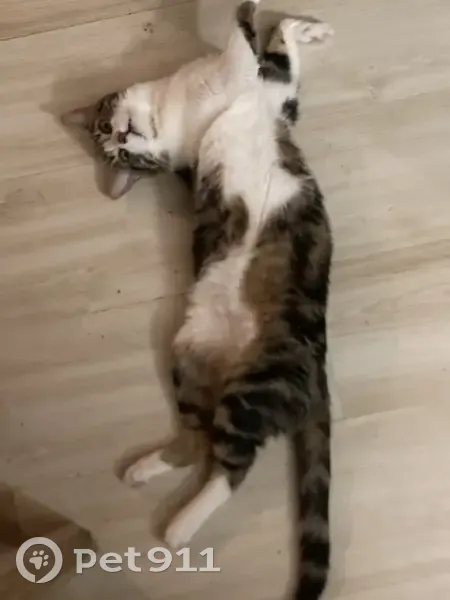 Chat peureux marqué '=' perdu - photo