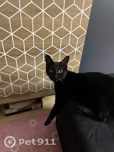 Chat noir perdu au Quesnoy - photo
