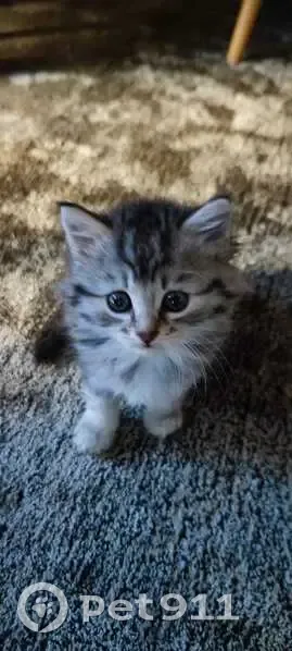 Chaton gris perdu à Angers - photo