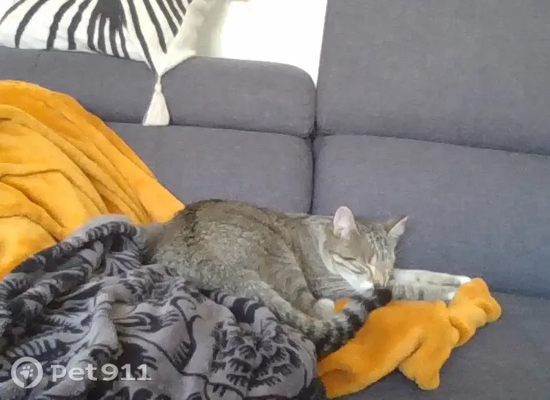 Chat tigré perdu à Tavaux - photo