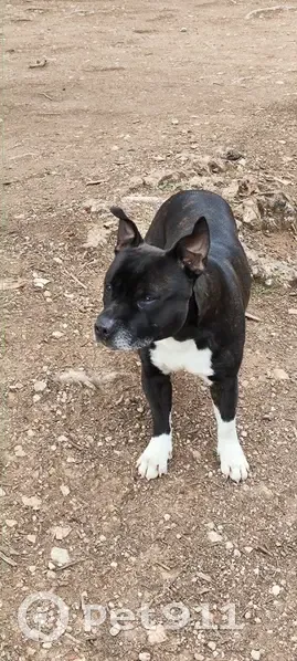 Chien retrouvé à Lunel - photo