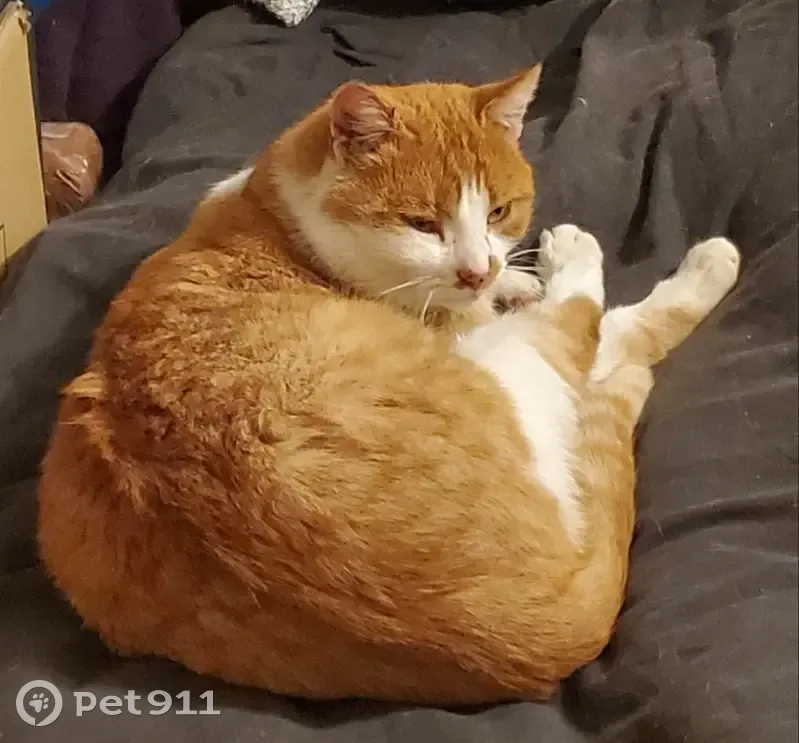Chat errant aux yeux jaunes trouvé - photo