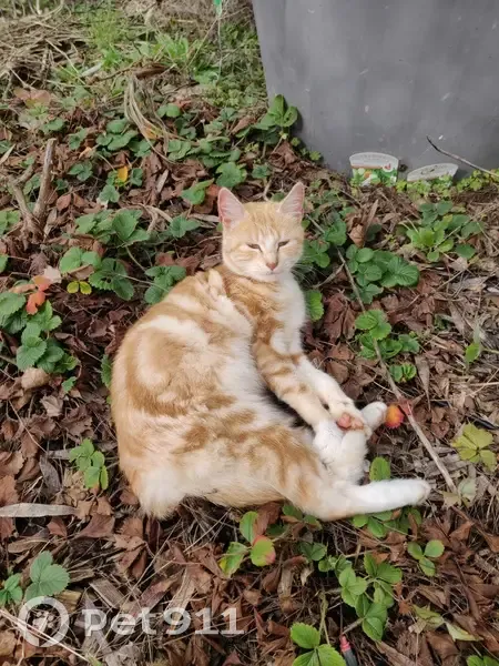 Chaton roux trouvé à Chaillé-les-Marais - photo