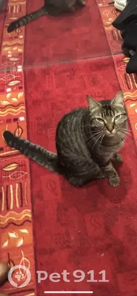 Chat perdu à Mios depuis lundi - photo