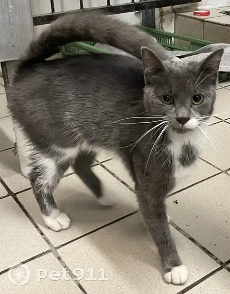 Chat gris taché blanc trouvé à Wisches - photo