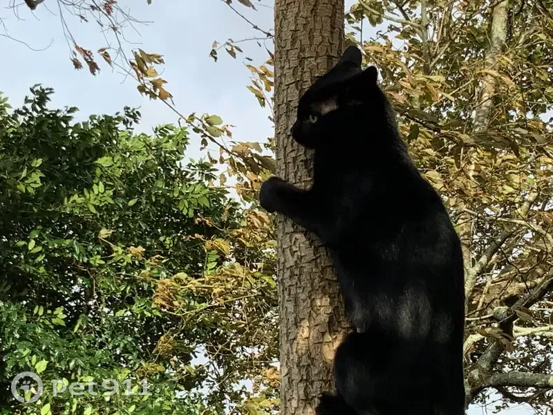 Chat noir Mowgli perdu - photo