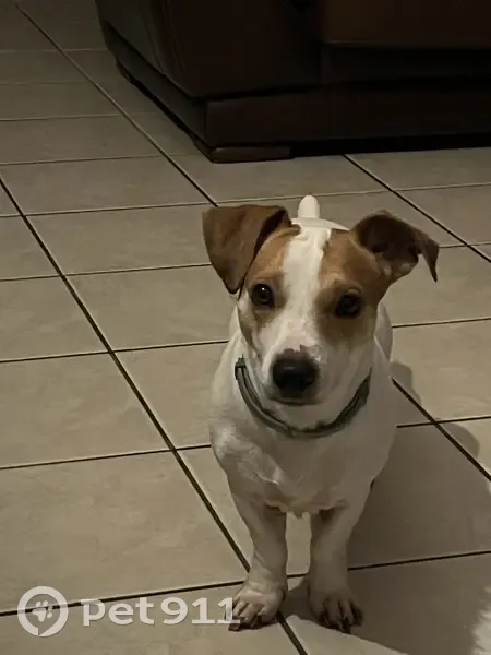 Jack Russel perdu à Montville - photo