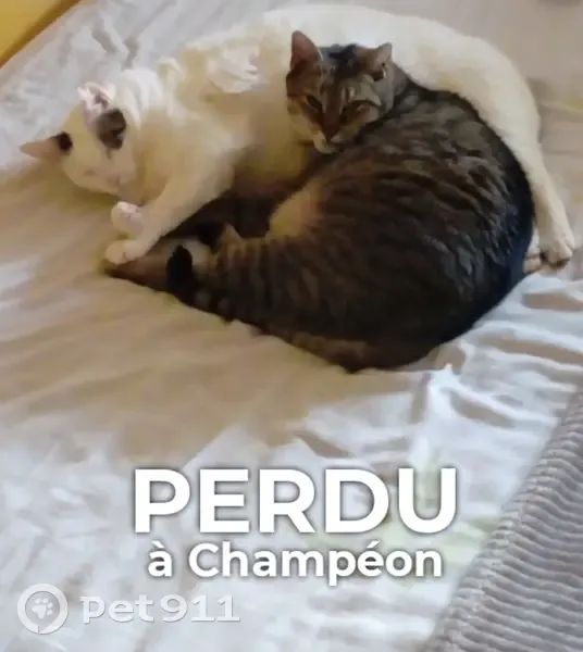 Chat Joli Cœur perdu à Champéon - photo
