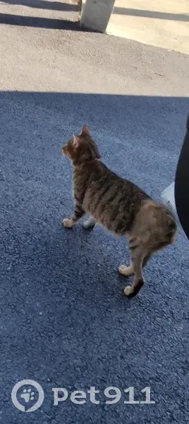 Chat sans queue malade perdu à Rognac - photo