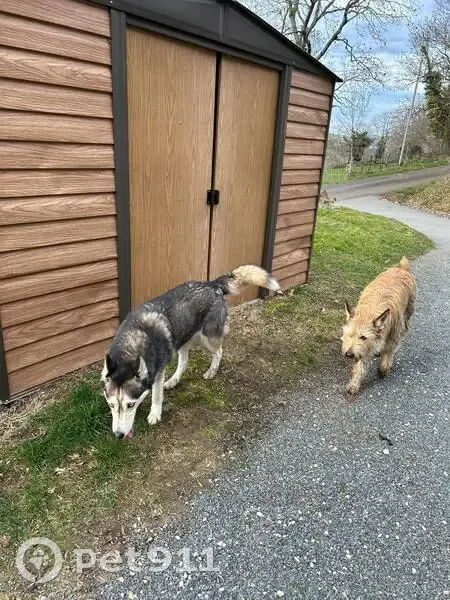 Appel: 2 chiennes perdues à Cenves - photo