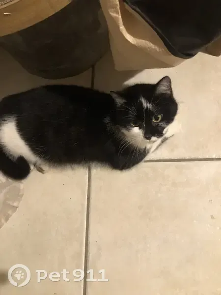 Chatte noire/blanche perdue à Viriat - photo