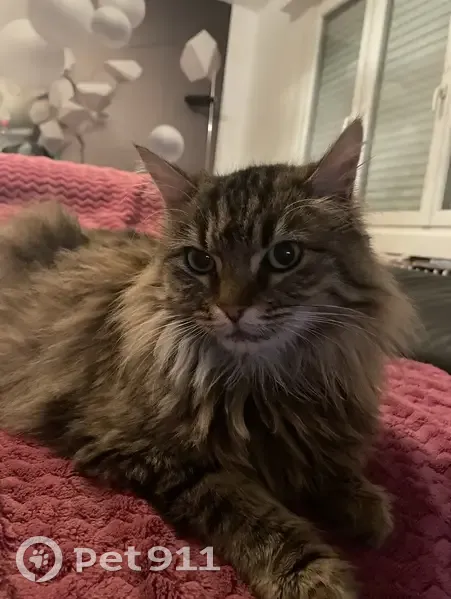 Chatte épileptique perdue à Bersée - photo