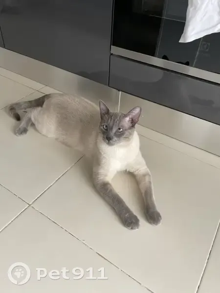 Chat Siamois Bêta Perdu - photo
