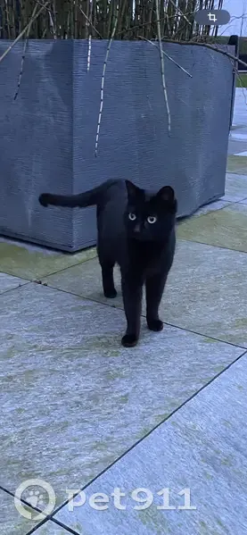 Chatte noire trouvée, Neuville - photo