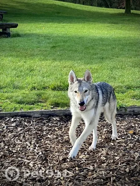 Alerte: Chien loup Thor perdu - photo