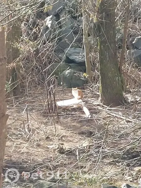 Chat roux-blanc vu près pont jaune - photo