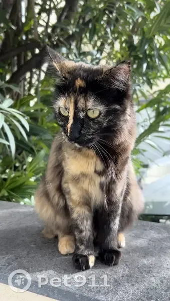 Chat soyeux trouvé à Grasse - photo