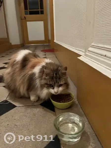 Chat secouru près gare Vernon - photo