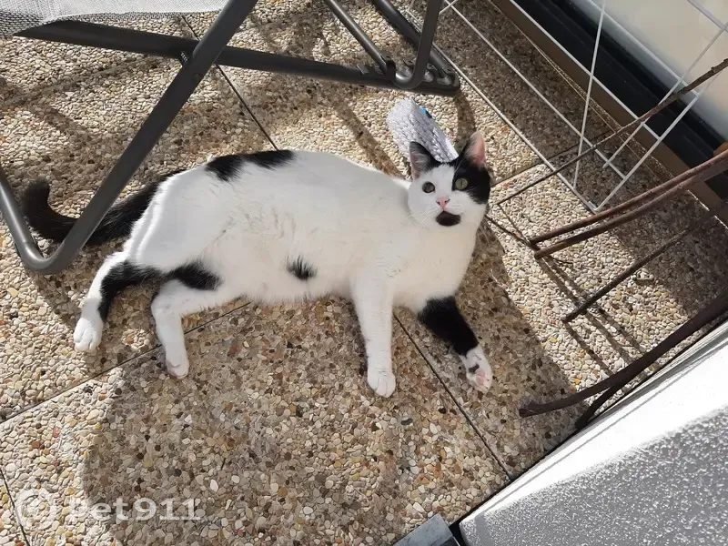 Chat blanc tacheté perdu - Pirate - photo