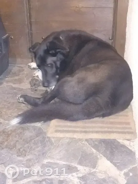 Chien noir trouvé à Siradan - photo