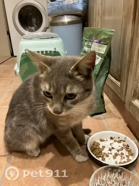 Chaton gris crème trouvé - photo