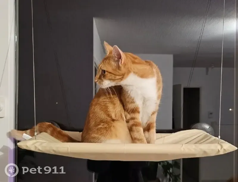 Chatte perdue à Lias - Aidez-nous! - photo
