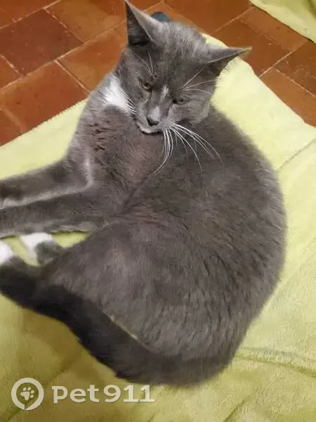 Chat gris et blanc perdu à Gimont - photo