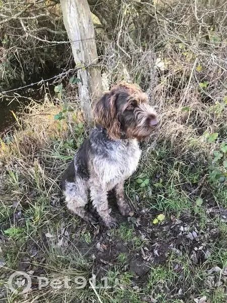 Chien Drahthaar Marron Perdu - photo