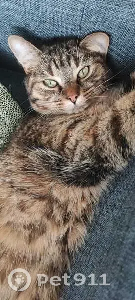 Chat européen perdu à Beaucouzé - photo