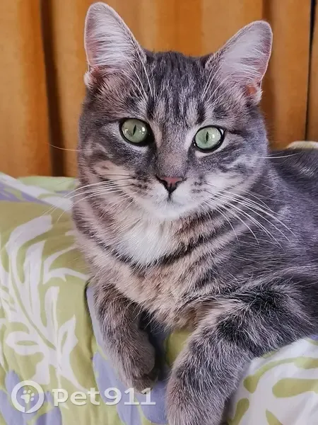 Chatte Sidonie perdue - Les Grandes-Ventes - photo