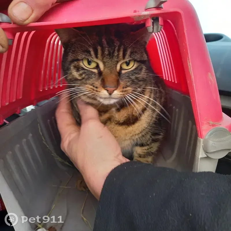 Chat tigré trouvé à Alexain - photo