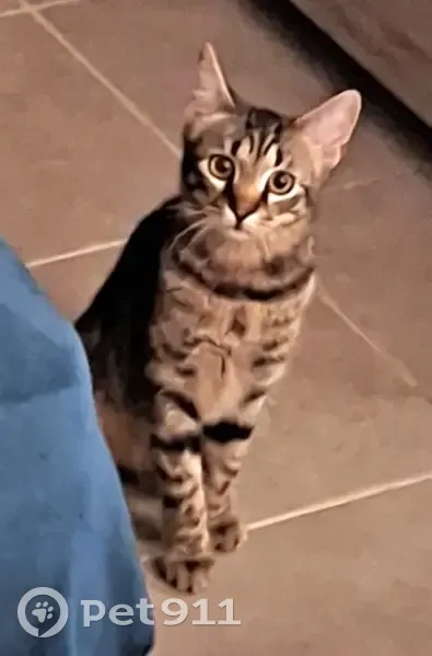 Chaton tigré perdu - Pélissanne - photo