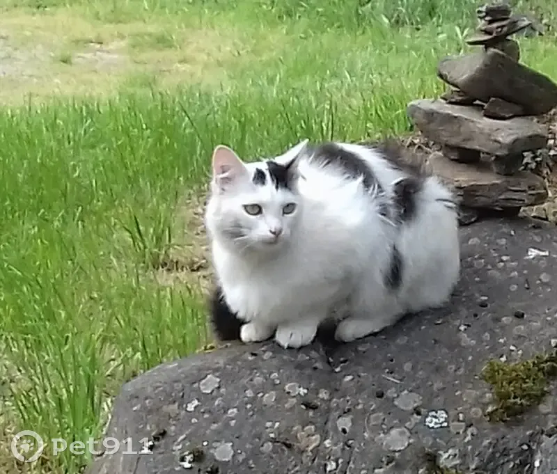 Chat bicolore perdu à Laurès - photo