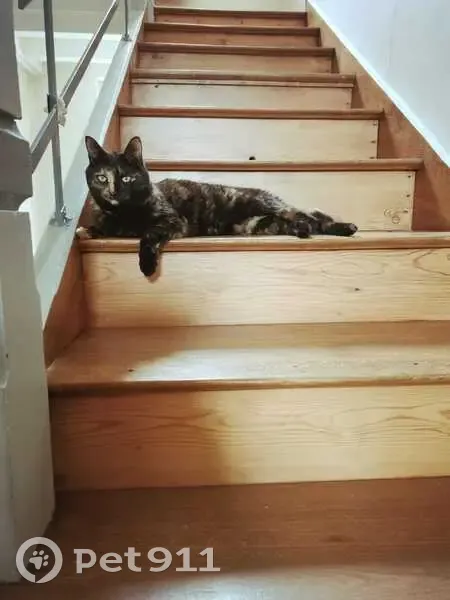 Chatte Enide perdue, écaille noire - photo