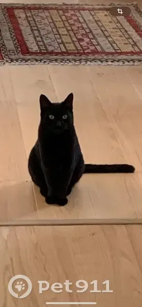 Chat noir perdu à Anglet - photo