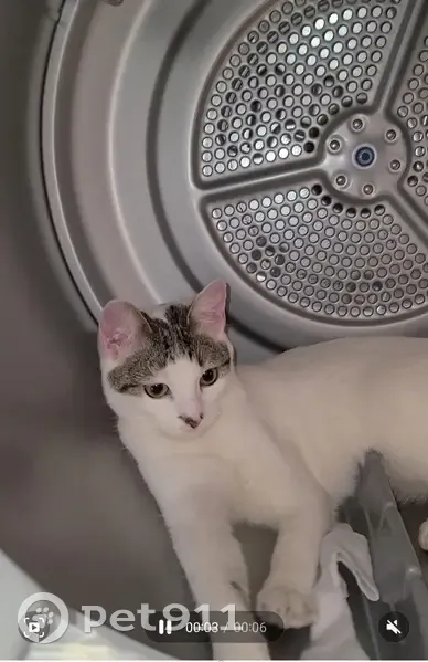 Maya, chatte blanche perdue - photo