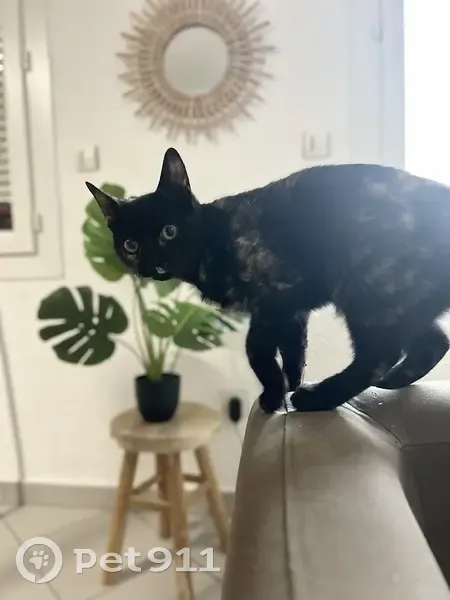 Chaton noir et roux perdu: Moka - photo