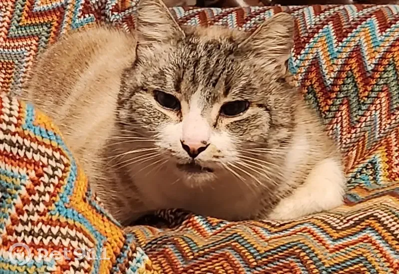 Chat craintif marron yeux bleus - photo