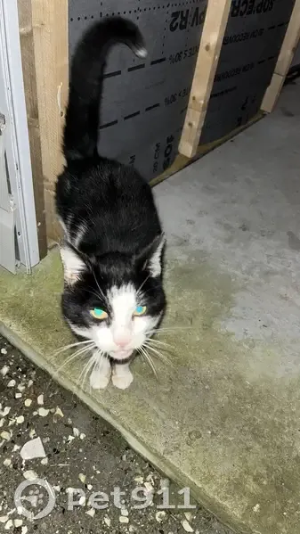 Chat noir et blanc perdu - photo