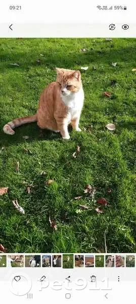 Chat Tom dodu perdu - Angicourt - photo