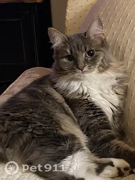 Chatte grise/blanche perdue - photo