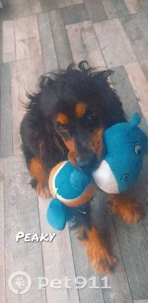 Chien Berger et Cocker perdus - photo