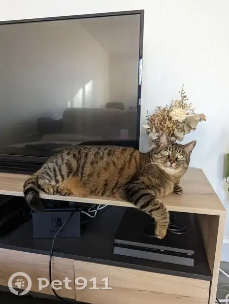 Chat tigré mâle perdu à Suresnes - photo